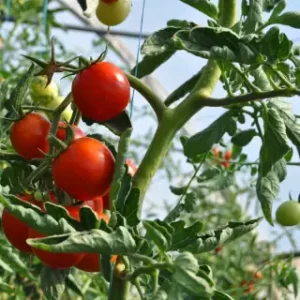 Биопрепараты для растений