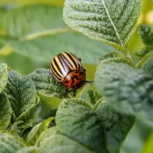 Инсектициды