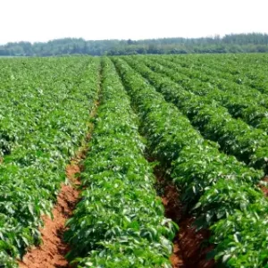 Гербициды селективные